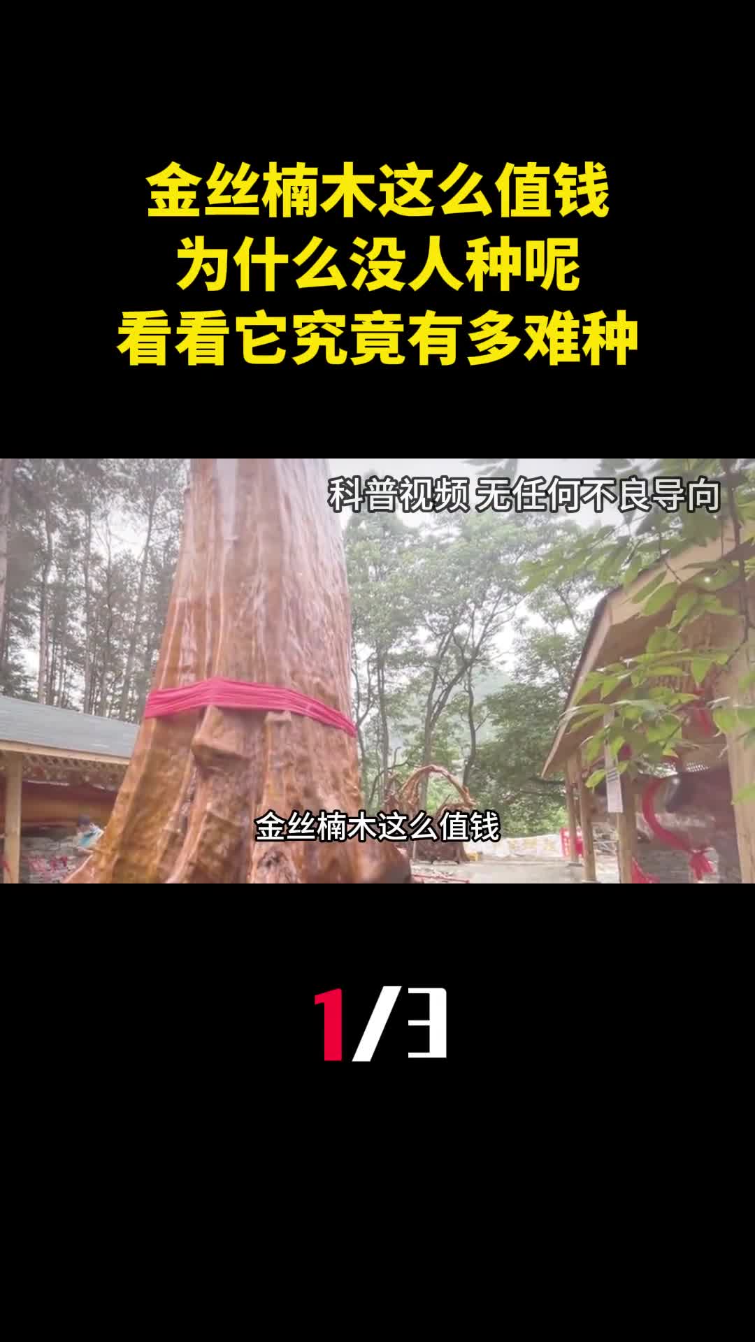 金丝楠木这么值钱为什么没人种呢看看它究竟有多难种1