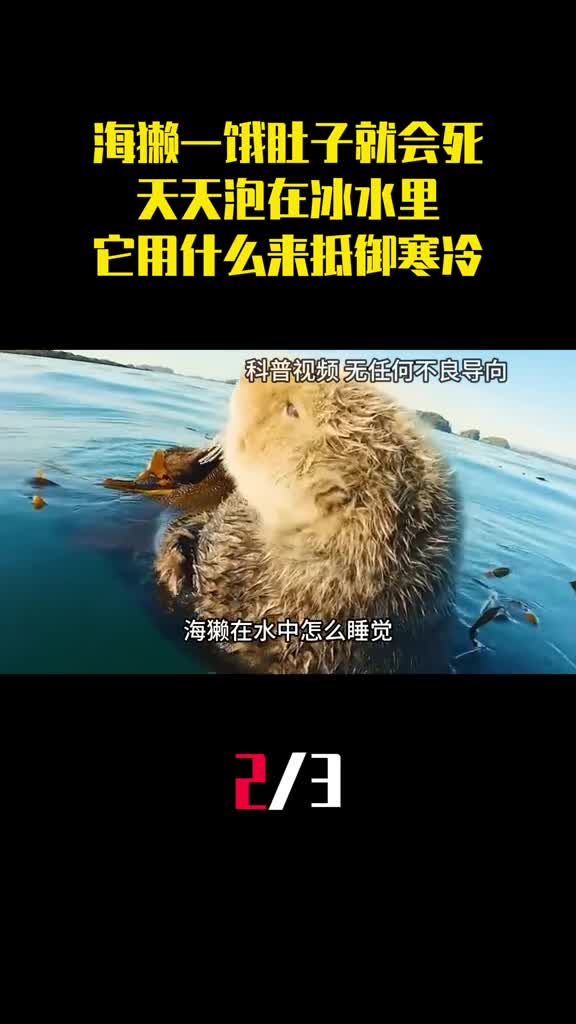 海獭一饿肚子就会死天天泡在冰水里它用什么来抵御寒冷2