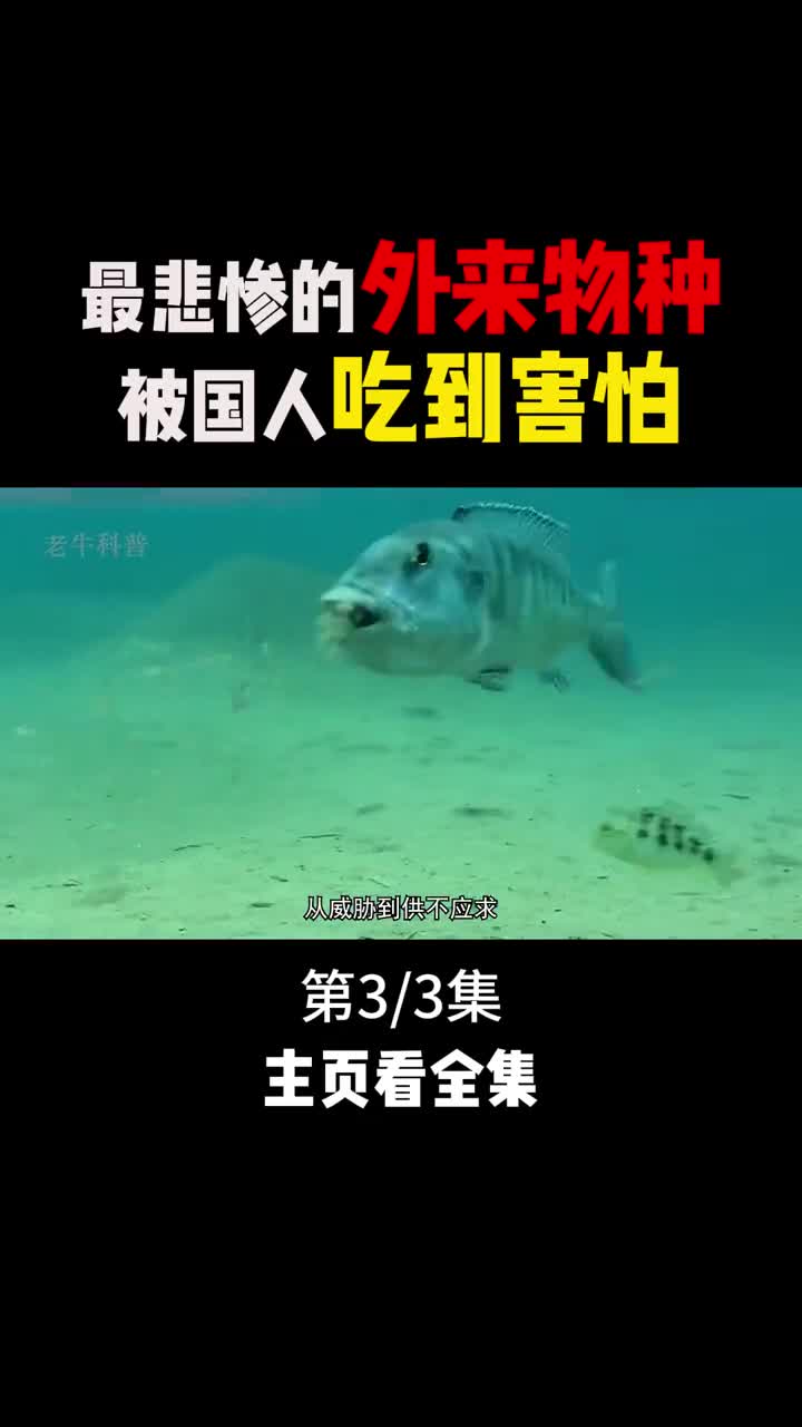 最悲惨的外来物种不仅被吃到养殖还被当作香饽饽出口海外3