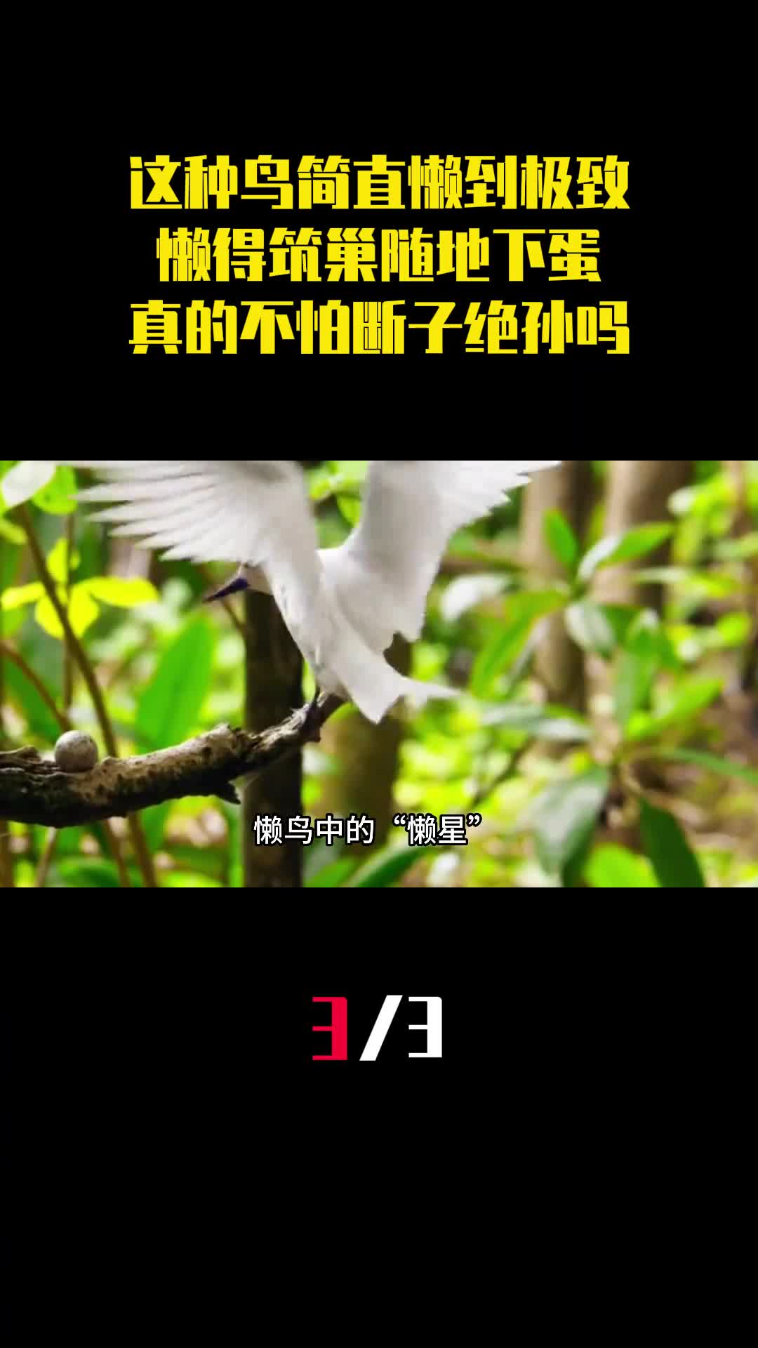 这种鸟简直懒到极致懒得筑巢随地下蛋真的不怕断子绝孙吗3