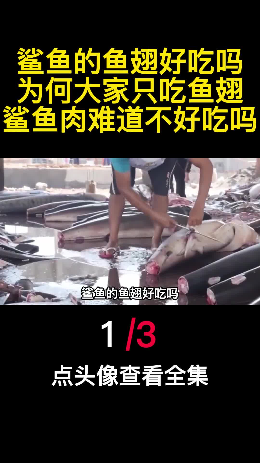 鲨鱼的鱼翅好吃吗为何大家只吃鱼翅鲨鱼肉难道不好吃吗1