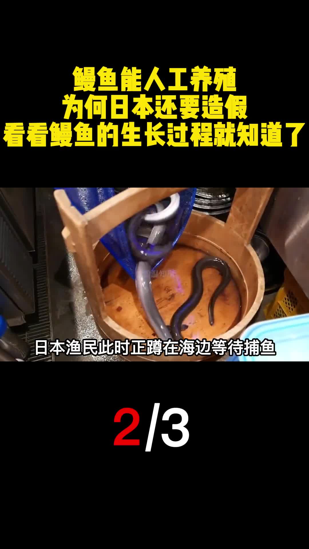 鳗鱼能人工养殖为何日本还要造假看看鳗鱼的生长过程就知道了2