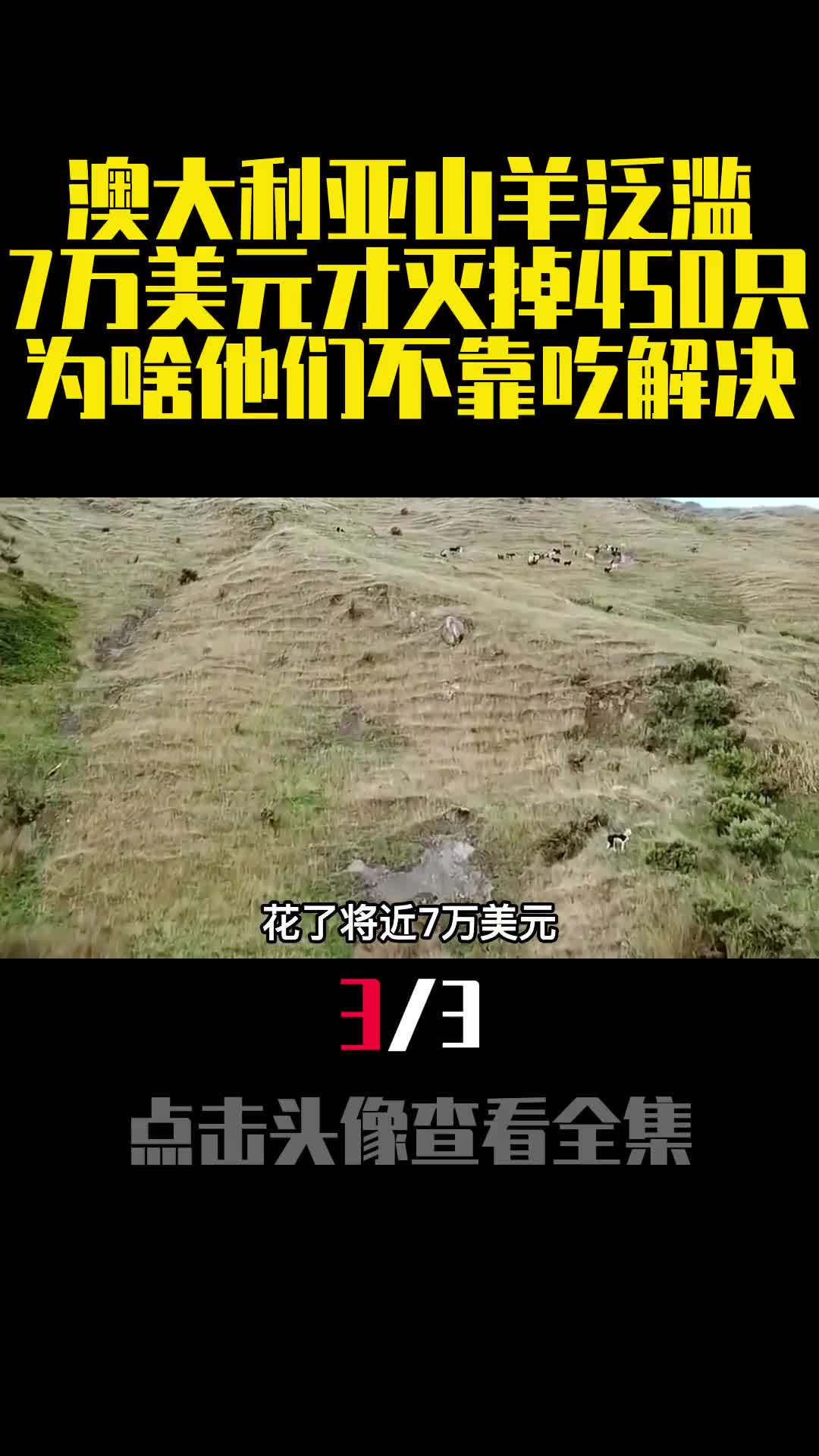 澳大利亚山羊泛滥7万美元才灭掉450只为啥他们不靠吃解决3