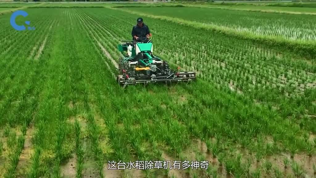 不可思议的水稻除草机在稻田里行驶一遍杂草全不见