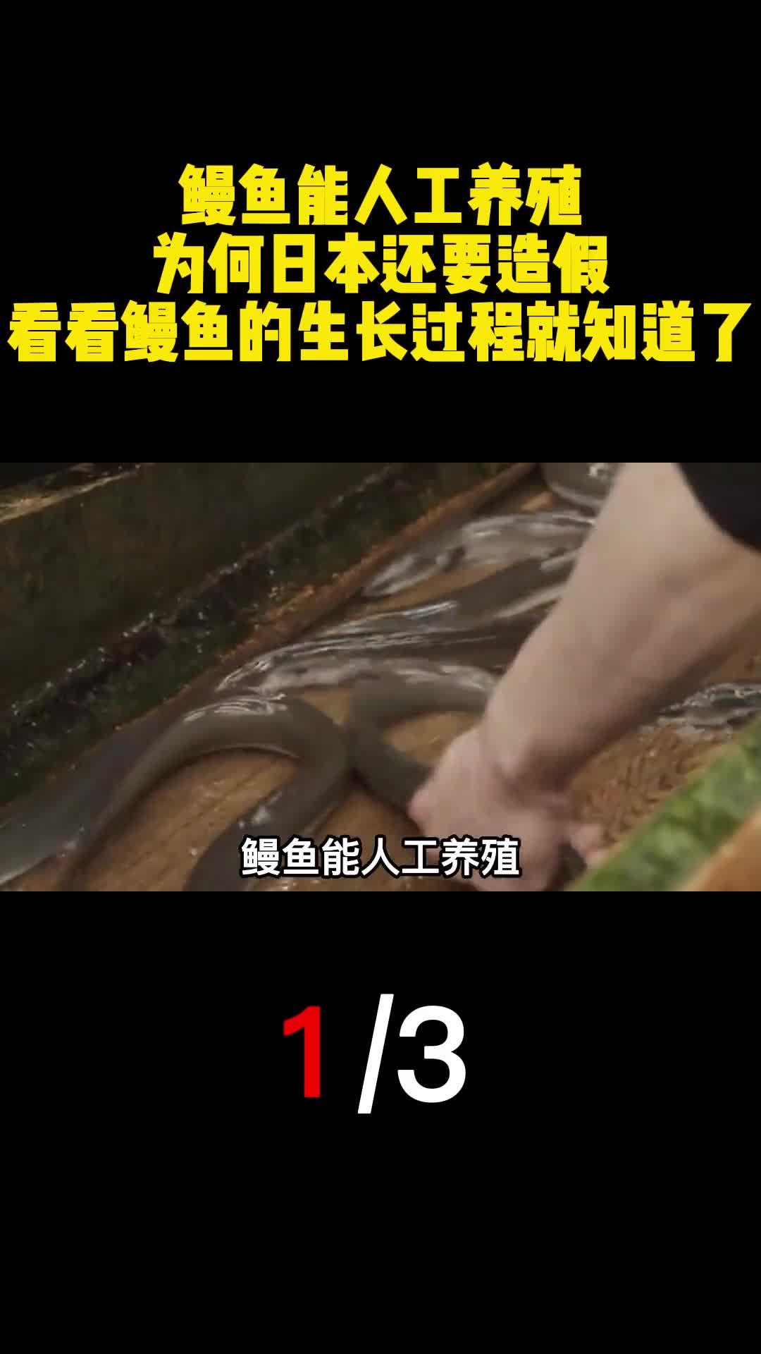 鳗鱼能人工养殖为何日本还要造假看看鳗鱼的生长过程就知道了1