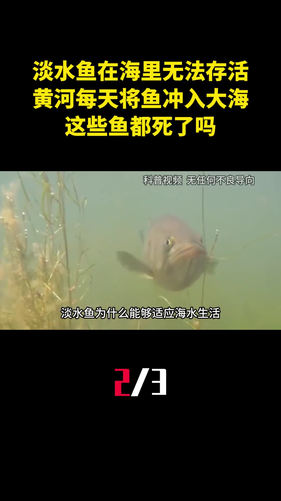 淡水鱼在海里无法存活黄河每天将鱼冲入大海这些鱼都死了吗2