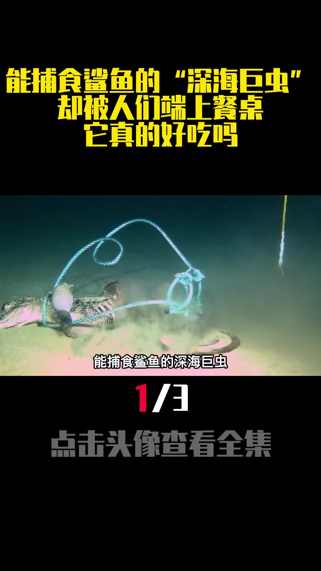 能捕食鲨鱼的深海巨虫却被人们端上餐桌它真的好吃吗1