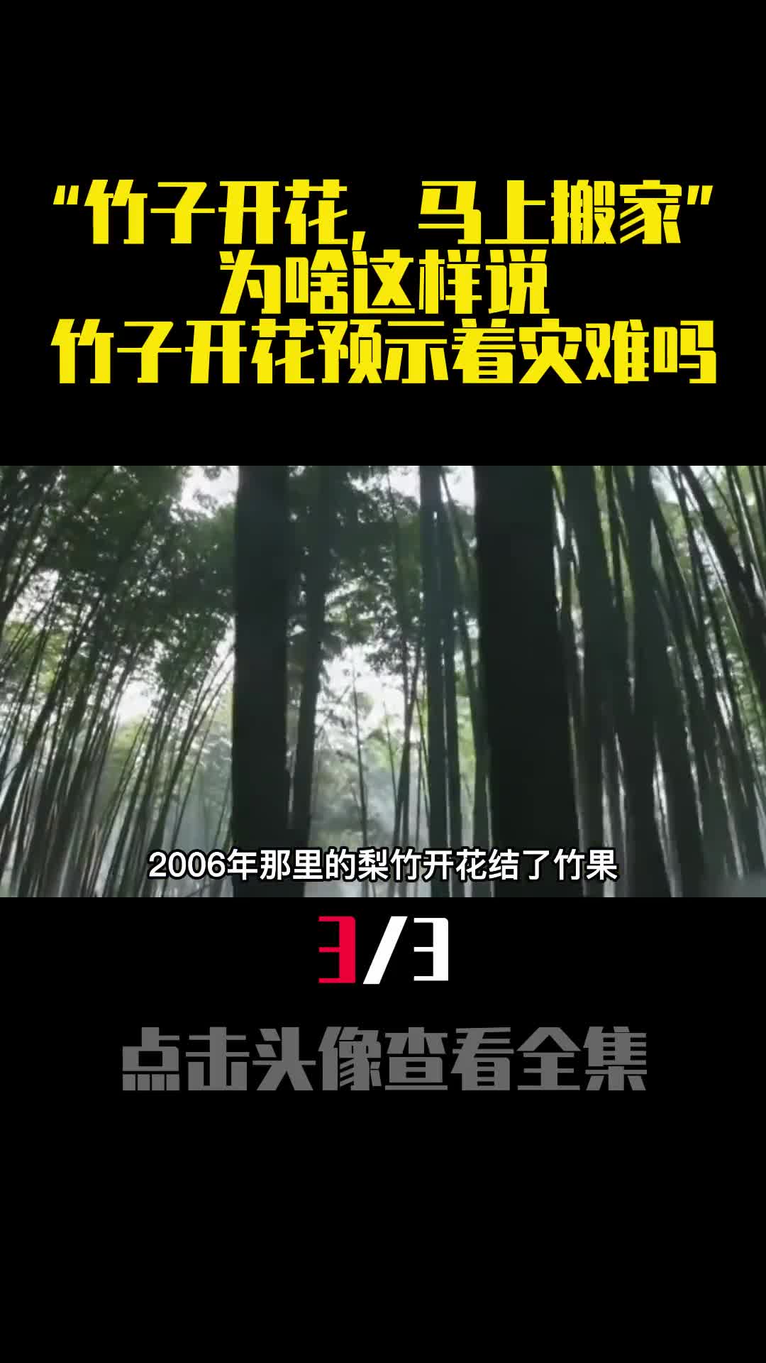 竹子开花马上搬家为啥这样说竹子开花预示着灾难吗3
