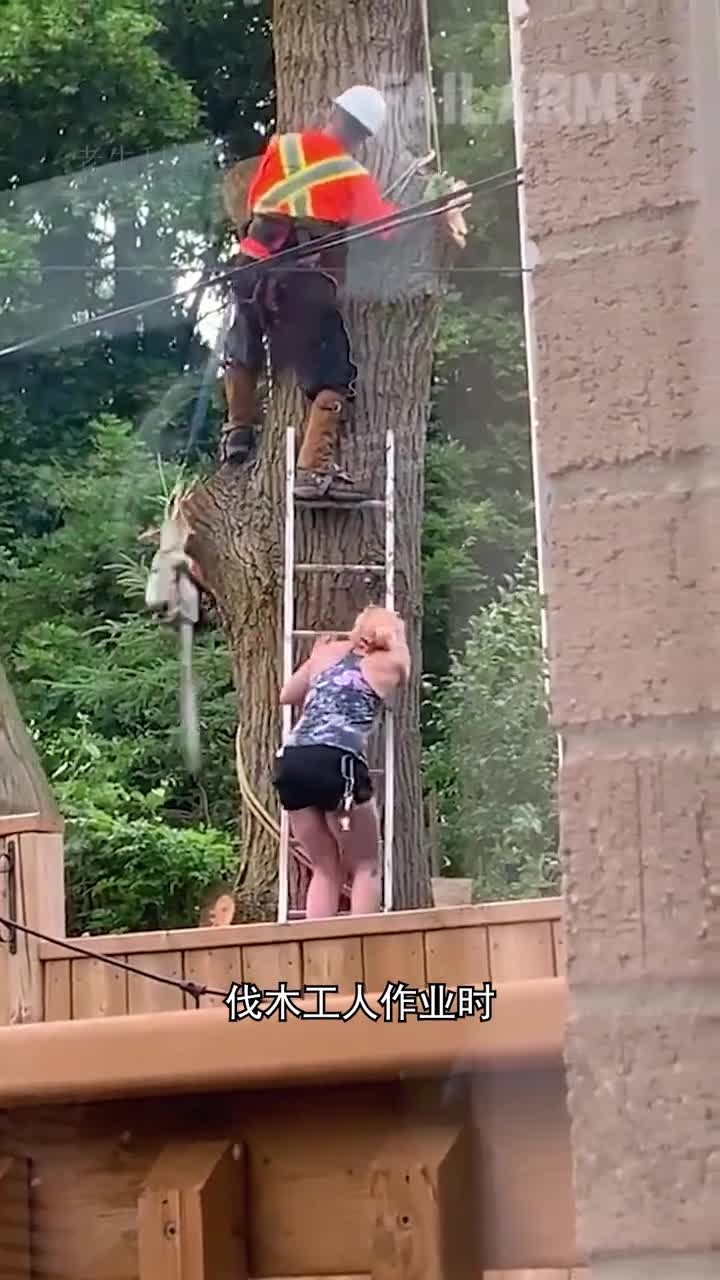 高空伐木究竟有多么危险