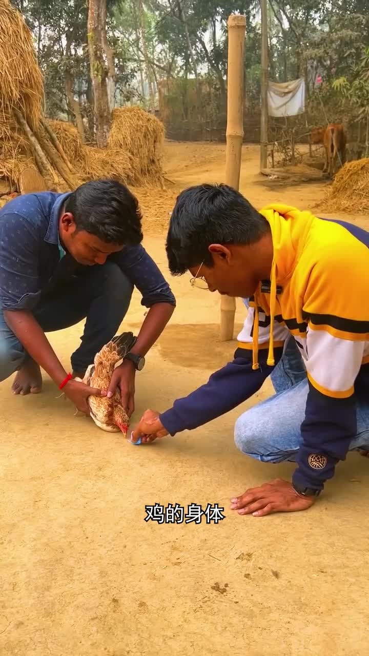 鸡为什么会盯着直线不动