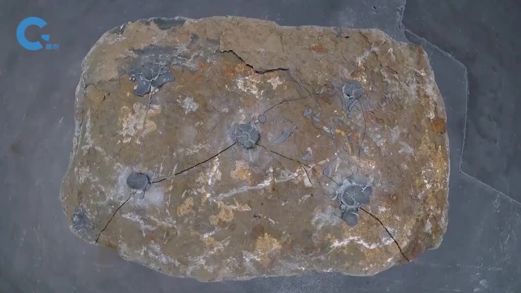 不可思议的裂石剂能够在石头里不断生长