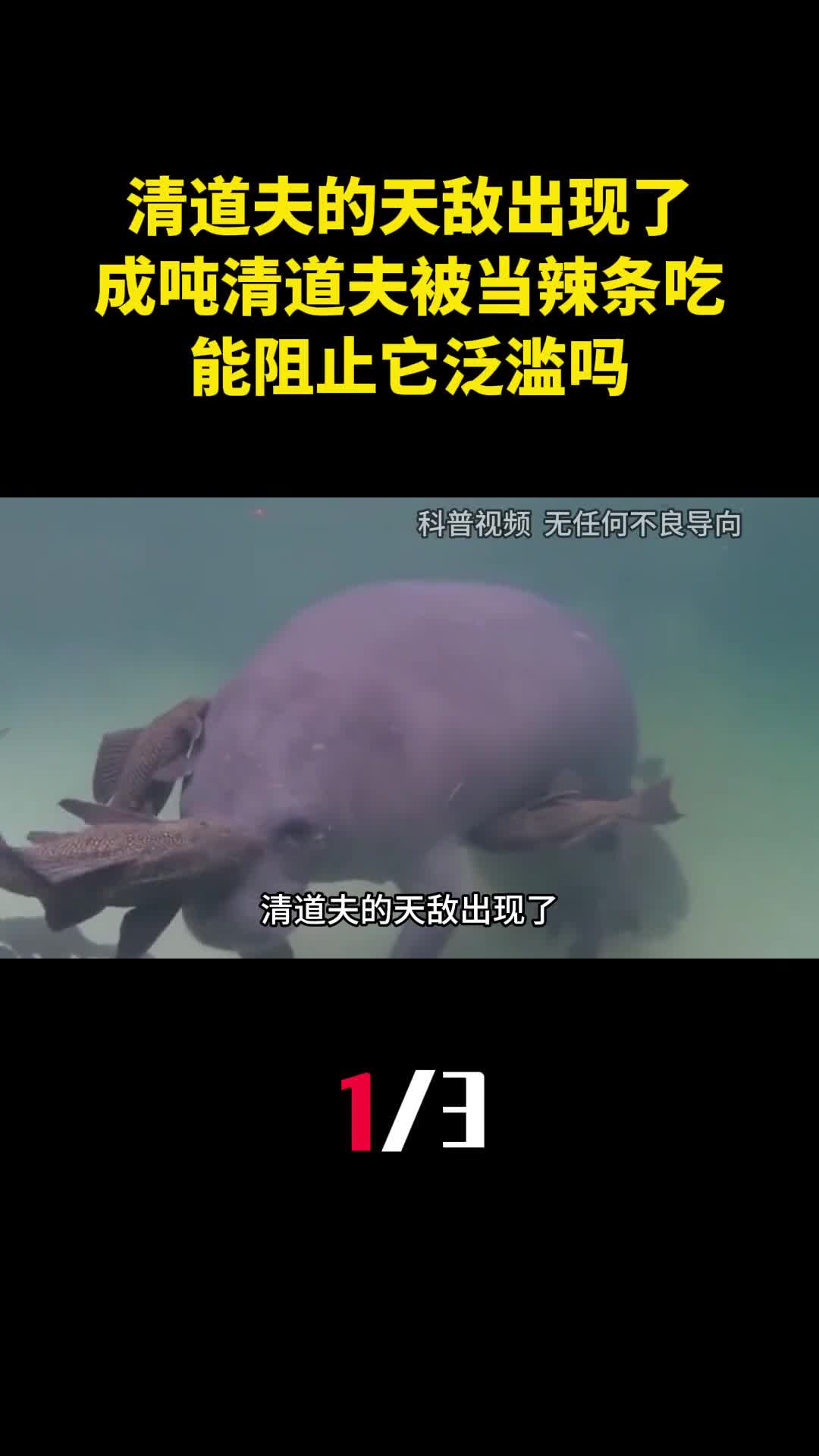 清道夫的天敌出现了成吨清道夫被当辣条吃能阻止它泛滥吗1