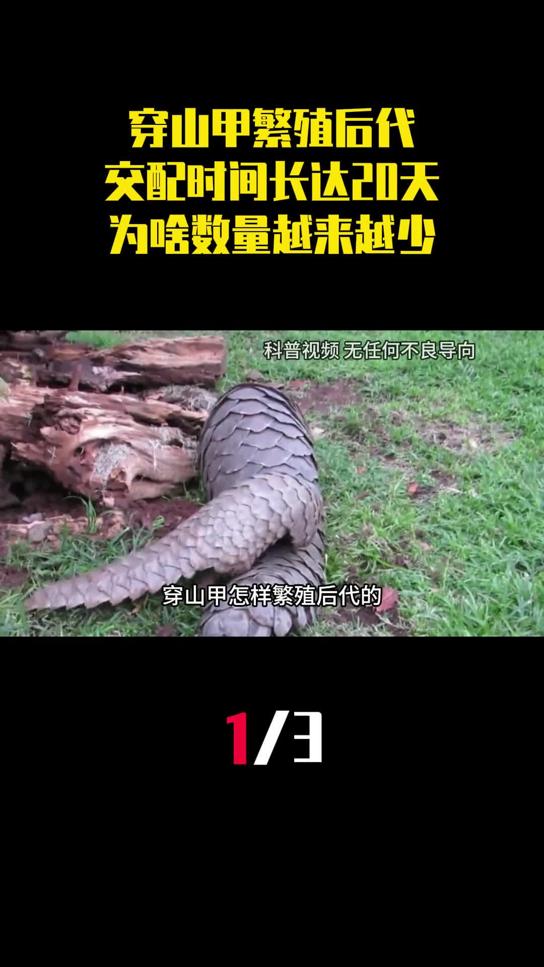 穿山甲怎样繁殖后代的交配时间长达20天为啥数量越来越少1