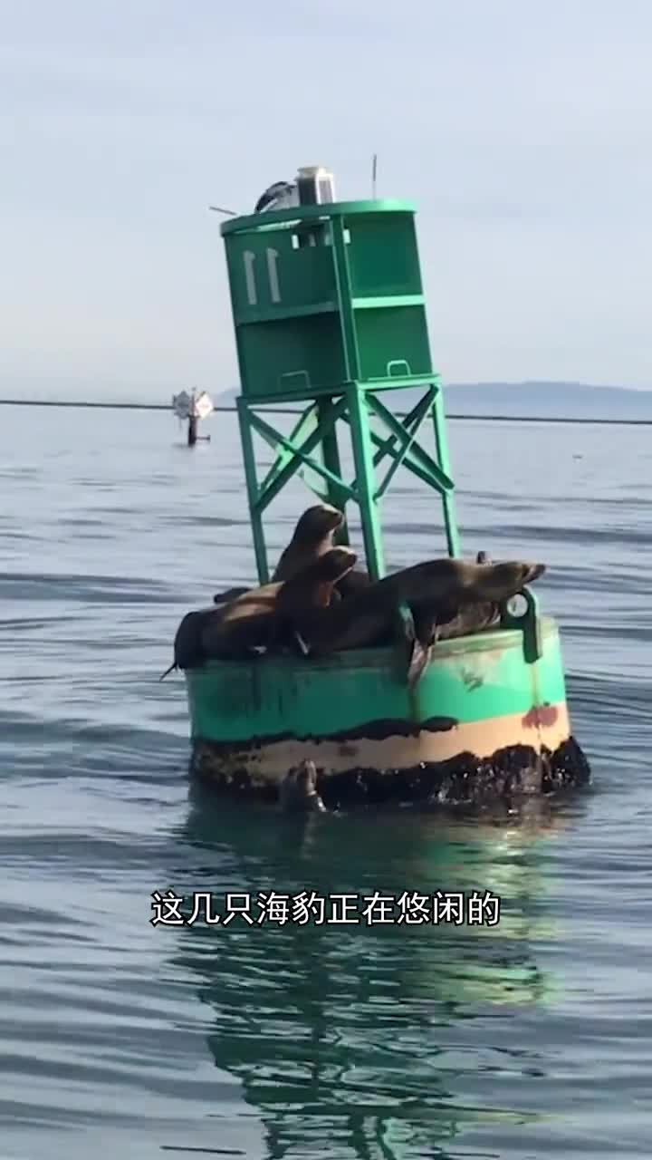 海洋浮标的作用是什么