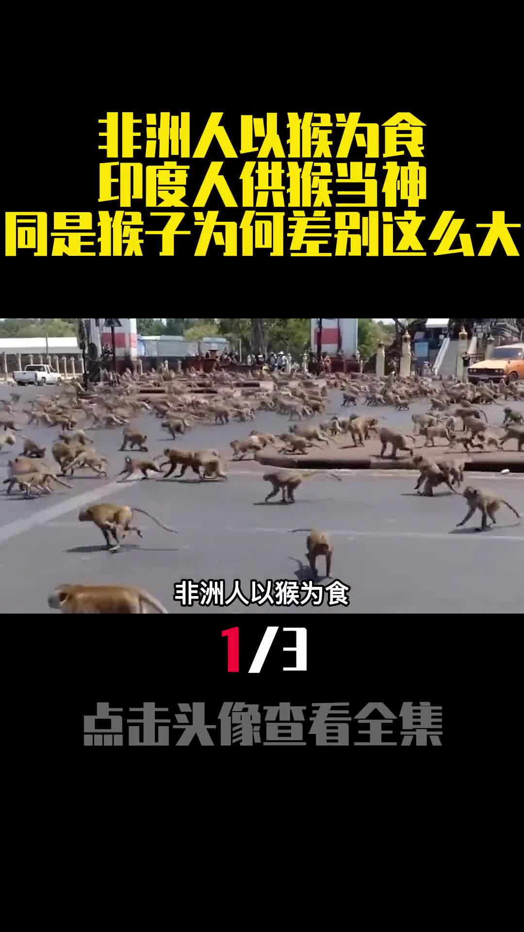 非洲人以猴为食印度人供猴当神同是猴子为何差别这么大1