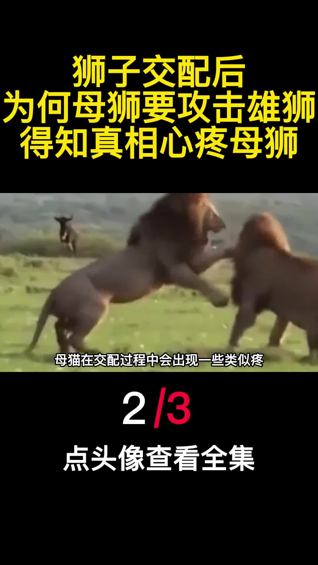 狮子交配后为何母狮要攻击雄狮得知真相心疼母狮2