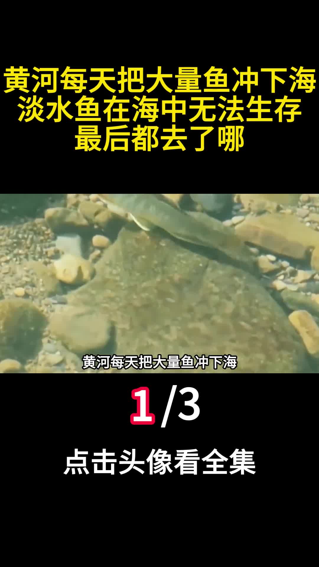 黄河每天把大量鱼冲下海淡水鱼在海中无法生存最后都去了哪1