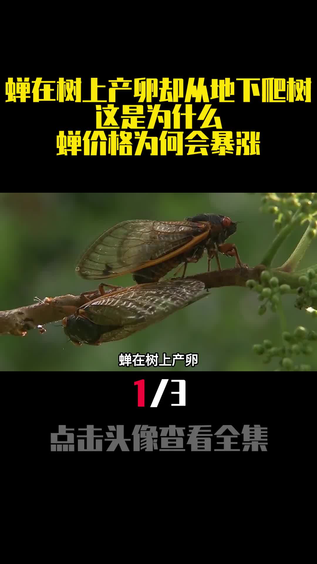 蝉在树上产卵却从地下爬树这是为什么蝉价格为何会暴涨1