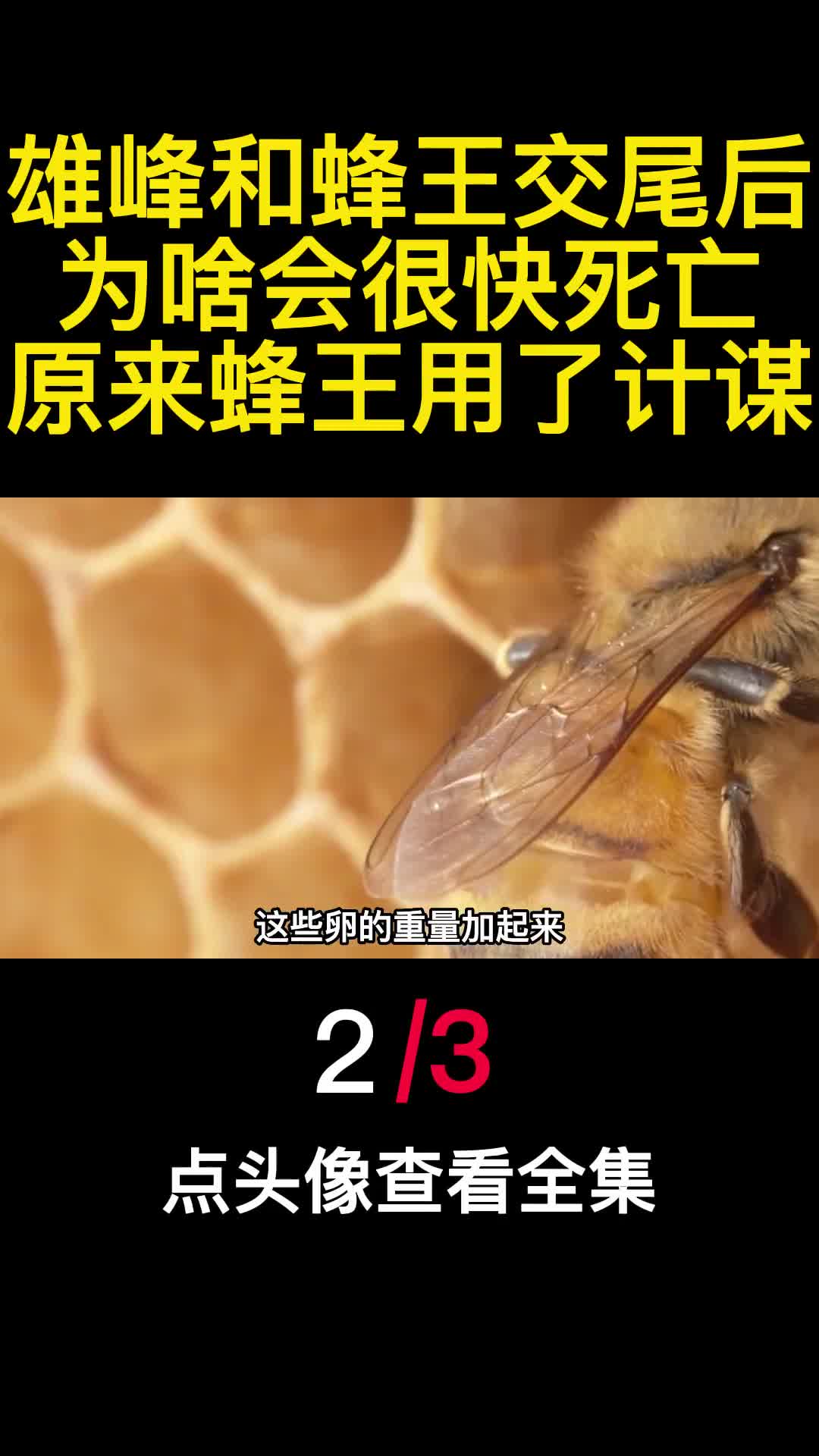 雄峰和蜂王交尾后为啥会很快死亡原来蜂王用了计谋2