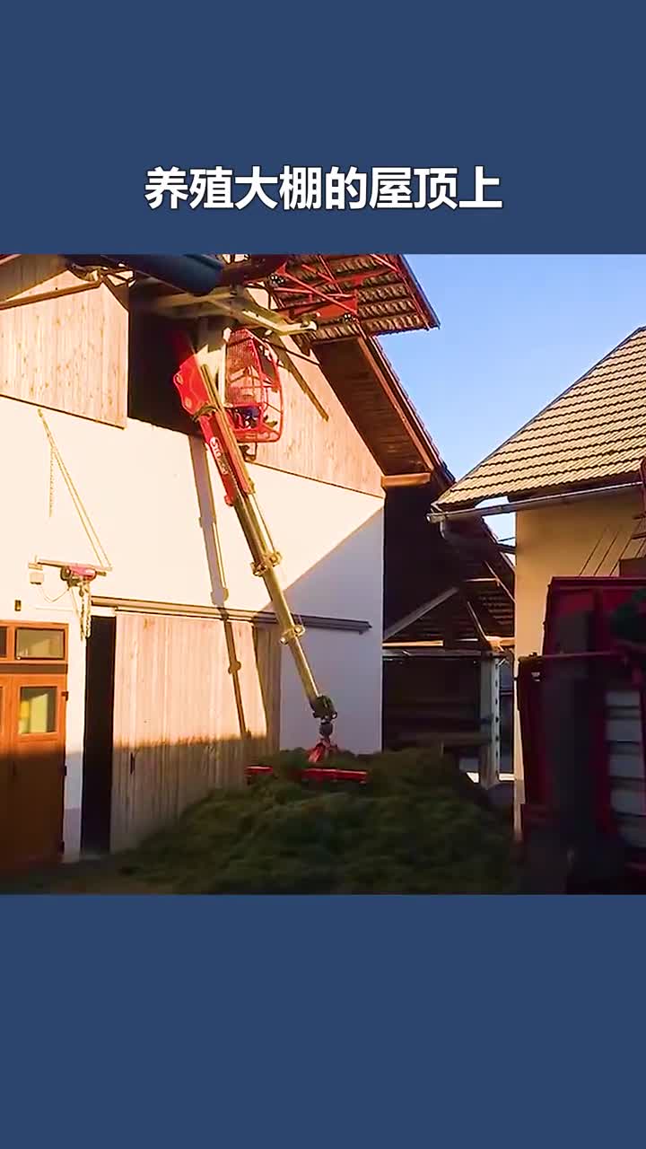 不可思议的屋顶投喂技术把喂料机挂在屋顶的轨道上移动着投喂