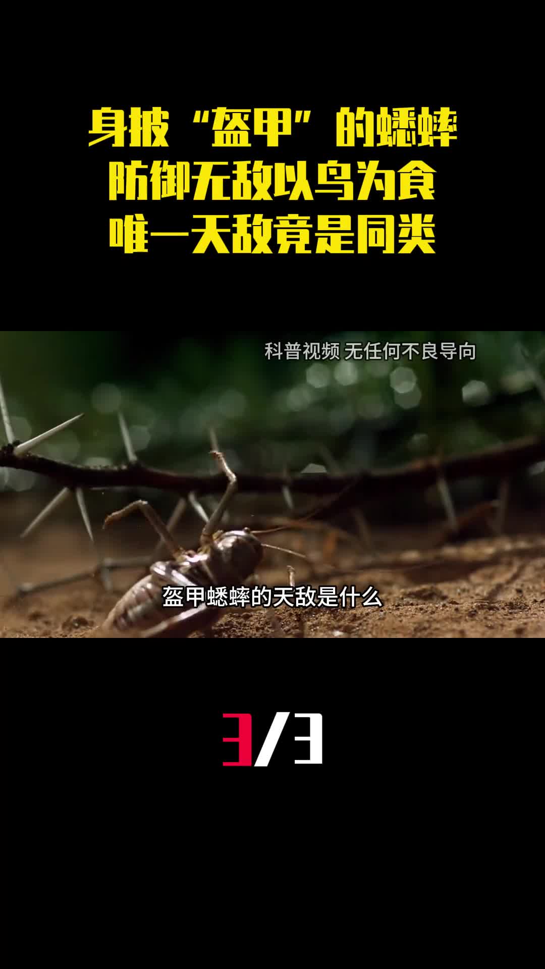 身披尖刺盔甲的蟋蟀防御无敌以鸟为食唯一天敌竟是同类3
