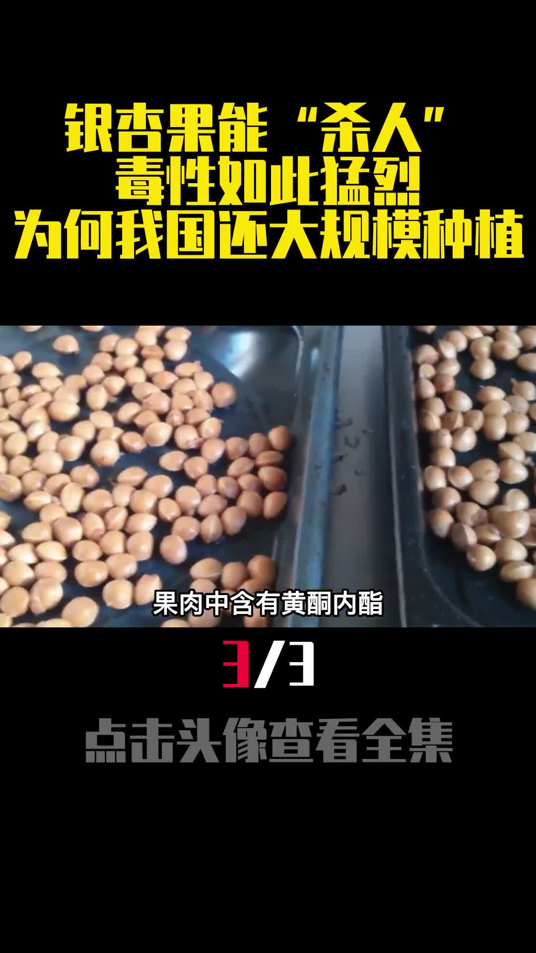 银杏果能杀人毒性如此猛烈为何我国还大规模种植3