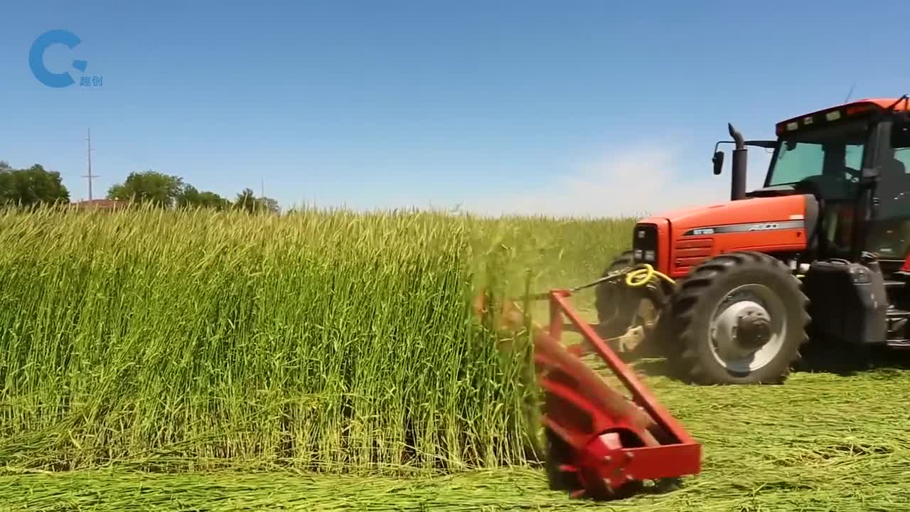 不可思议的免耕技术在覆盖作物的下面播种不打农药也不长杂草