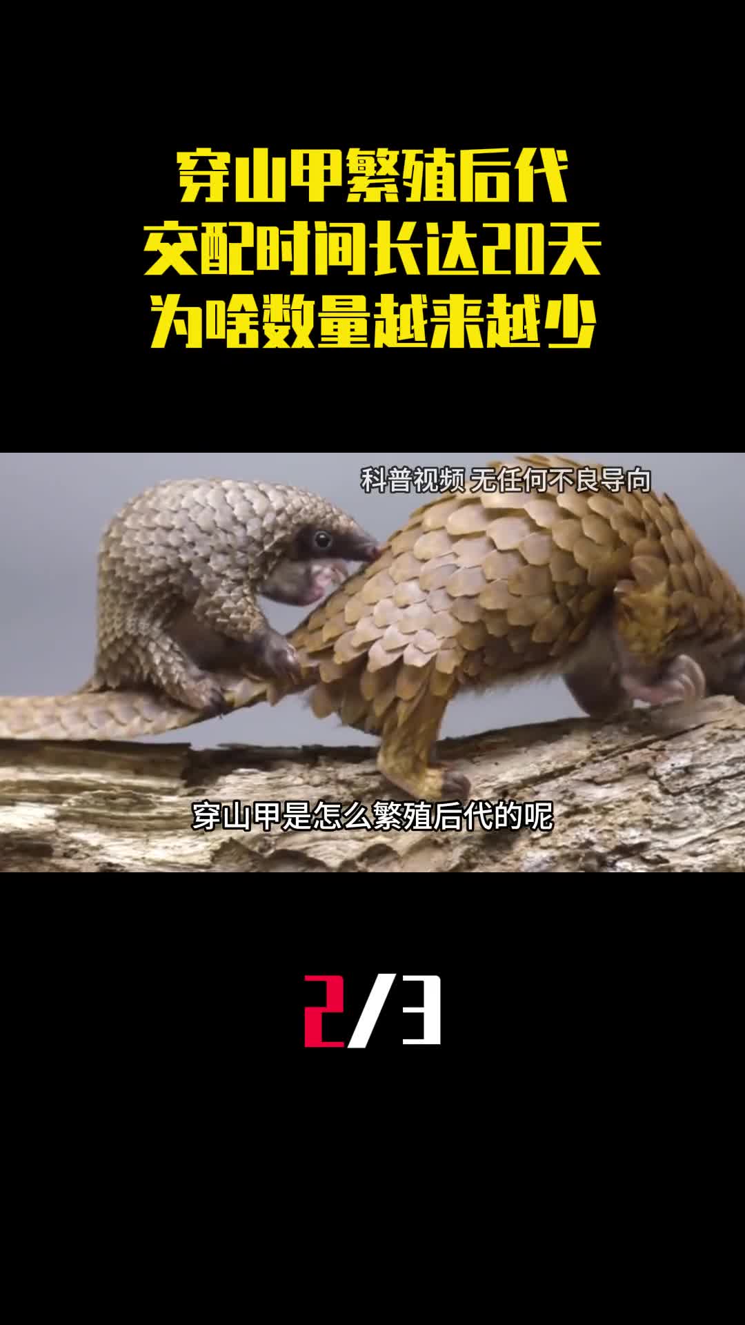 穿山甲怎样繁殖后代的交配时间长达20天为啥数量越来越少2