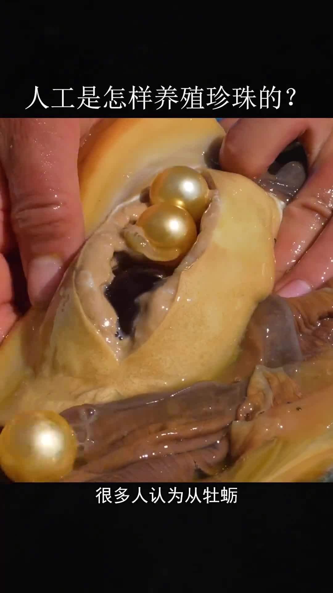 人工是怎样养殖珍珠的