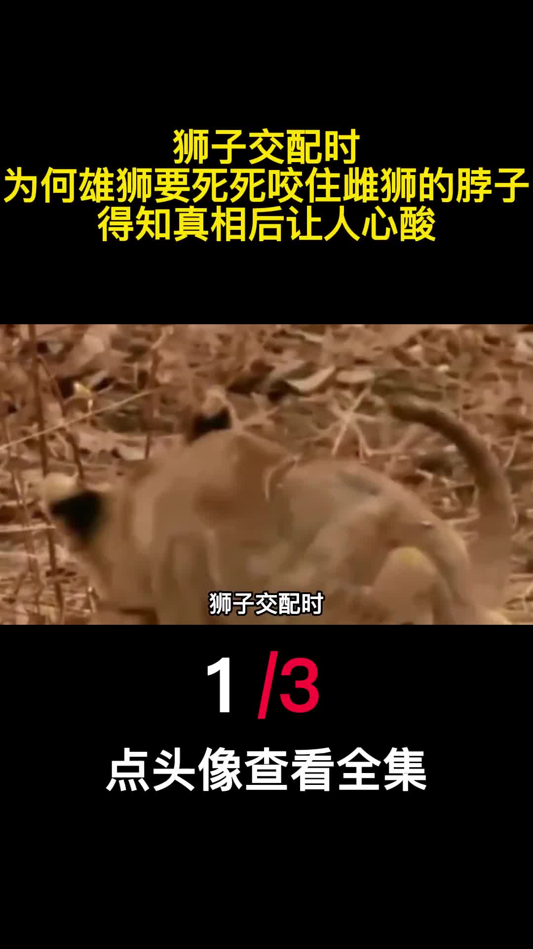 狮子交配时为何雄狮要死死咬住雌狮的脖子得知真相后让人心酸1