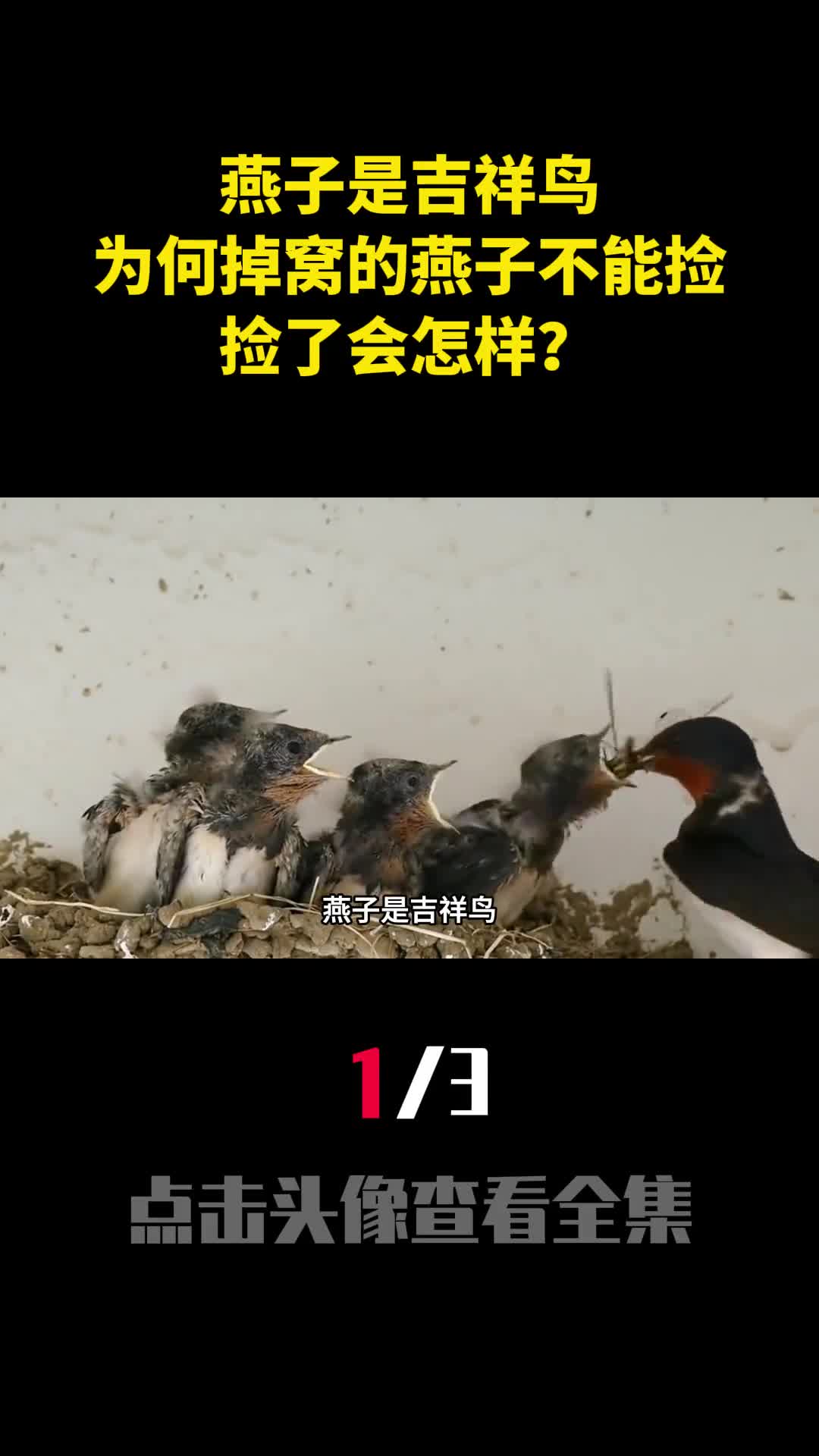 燕子是吉祥鸟为何老人说掉窝的燕子不能捡捡了会怎样1