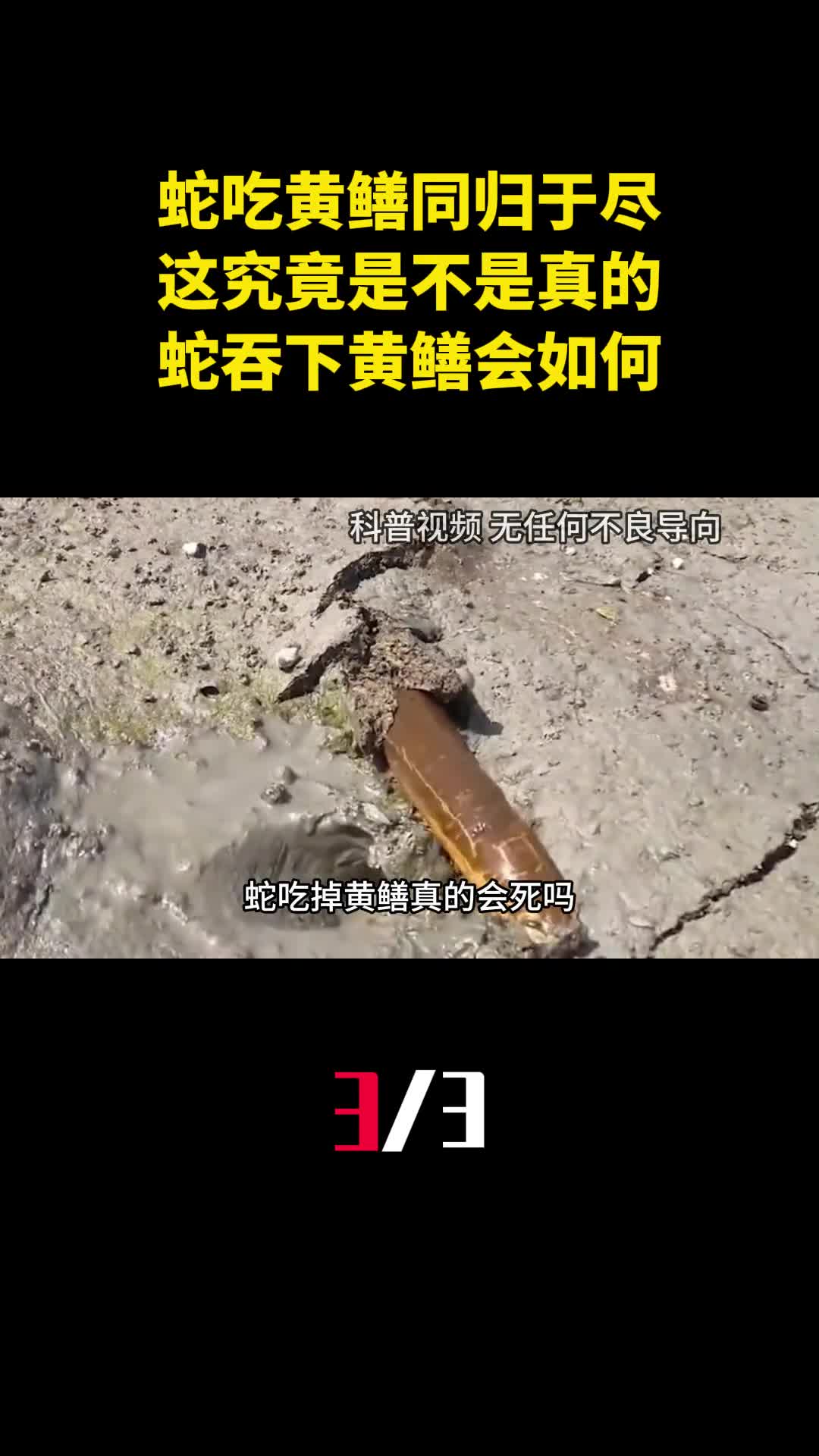 蛇吃黄鳝同归于尽这究竟是不是真的蛇吞下黄鳝会如何3
