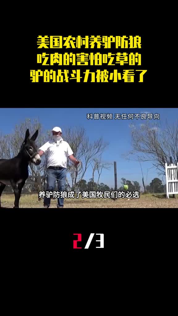 美国农村养驴防狼吃肉的害怕吃草的驴的战斗力被小看了2