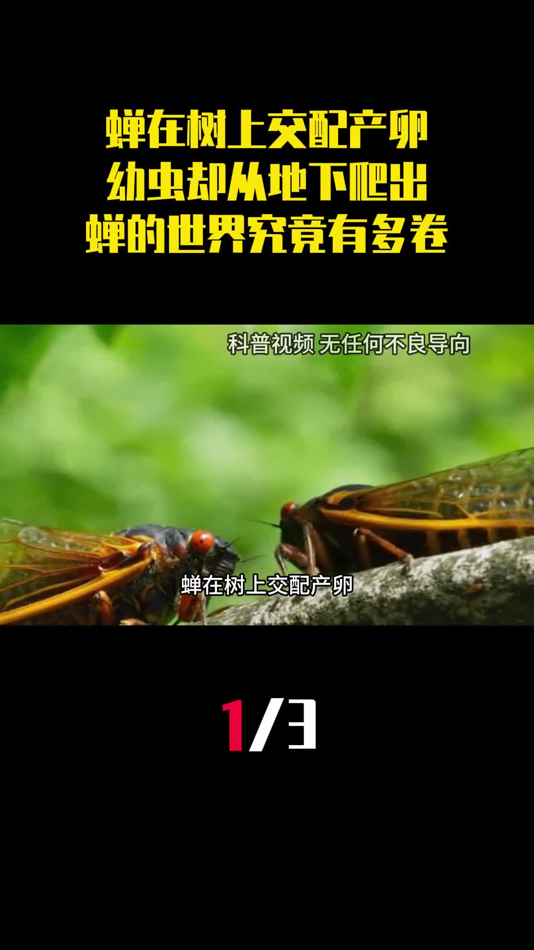 蝉在树上交配产卵幼虫却从地下爬出蝉的世界究竟有多卷1