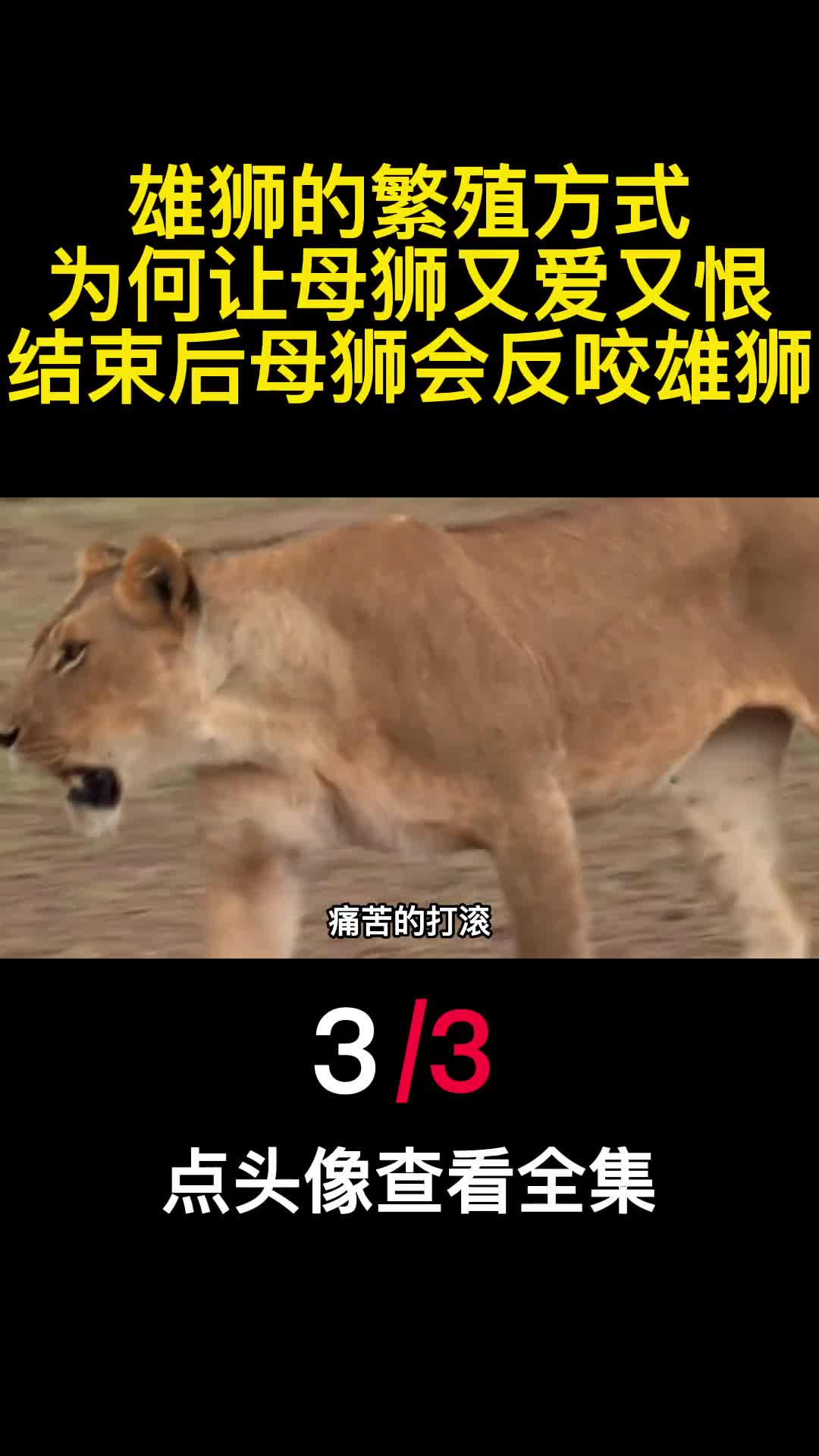 雄狮的繁殖方式为何让母狮又爱又恨结束后母狮会反咬雄狮3