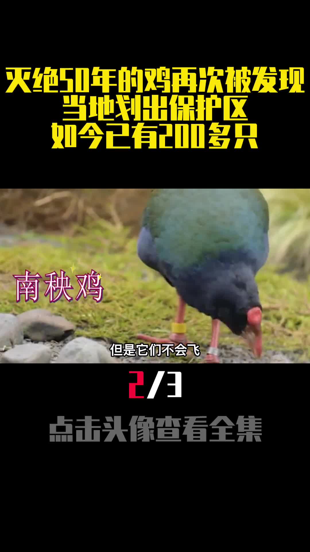 灭绝50年的鸡再次被发现当地划出保护区如今已有200多只2