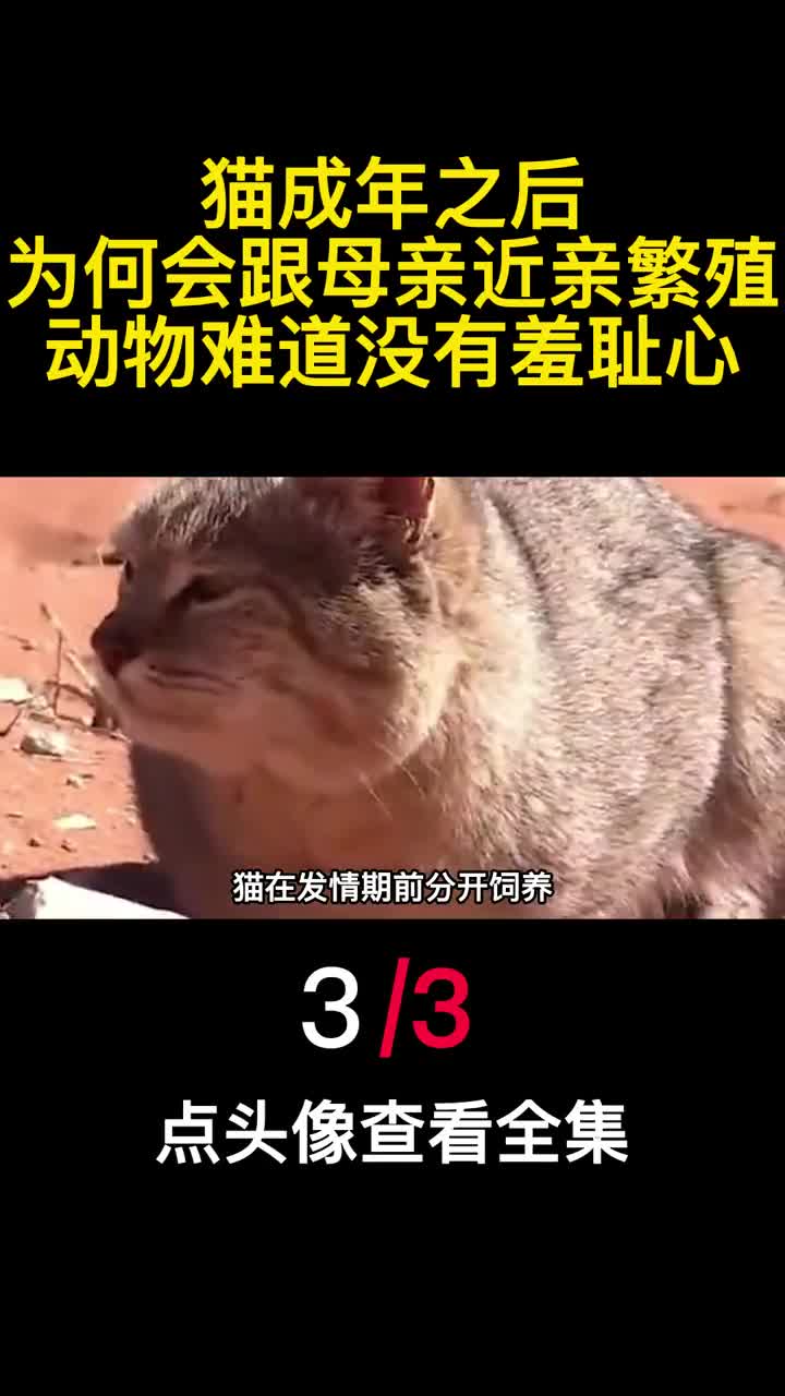 猫成年之后为何会跟母亲近亲繁殖动物难道没有羞耻心3