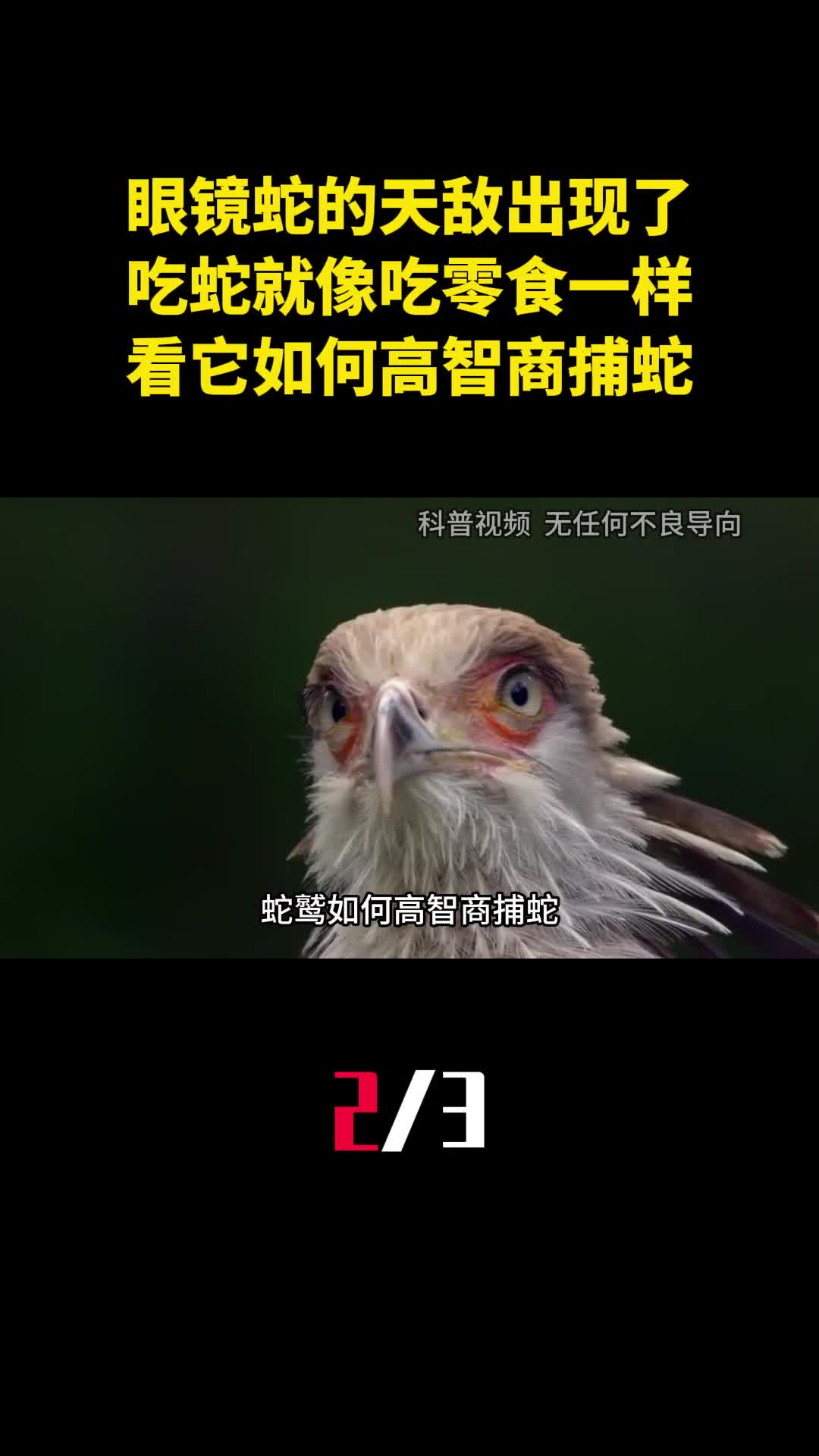 眼镜蛇的天敌出现了吃蛇就像吃零食一样看它如何高智商捕蛇2