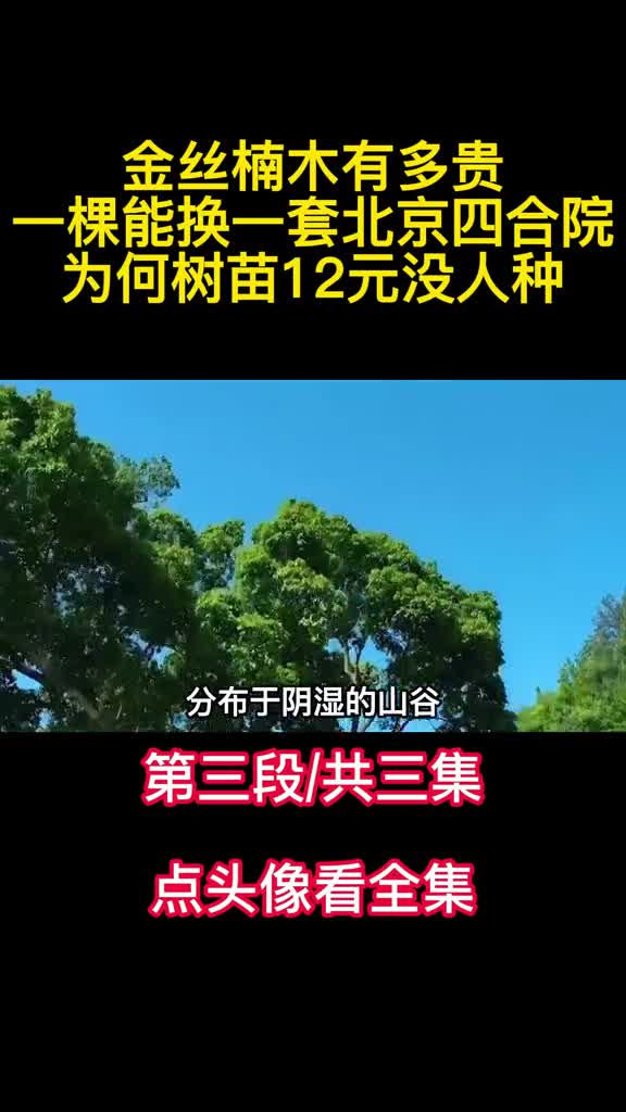 金丝楠木有多贵一棵能换一套北京四合院为何树苗12元没人种3
