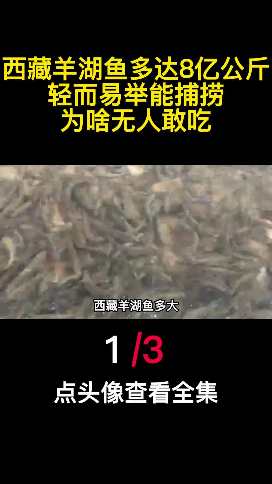 西藏羊湖鱼多大8亿公斤轻而易举能捕捞为啥无人敢吃1