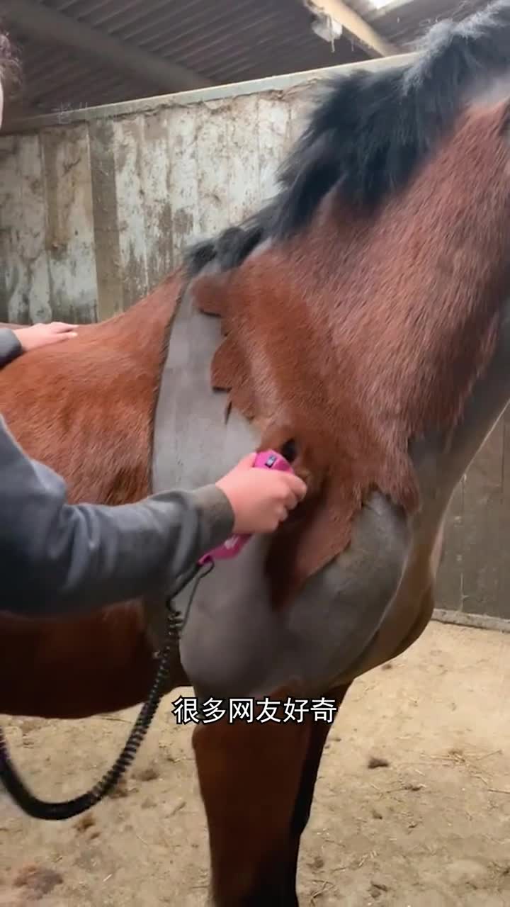 为什么在冬天有些马的马毛必须要剃掉呢