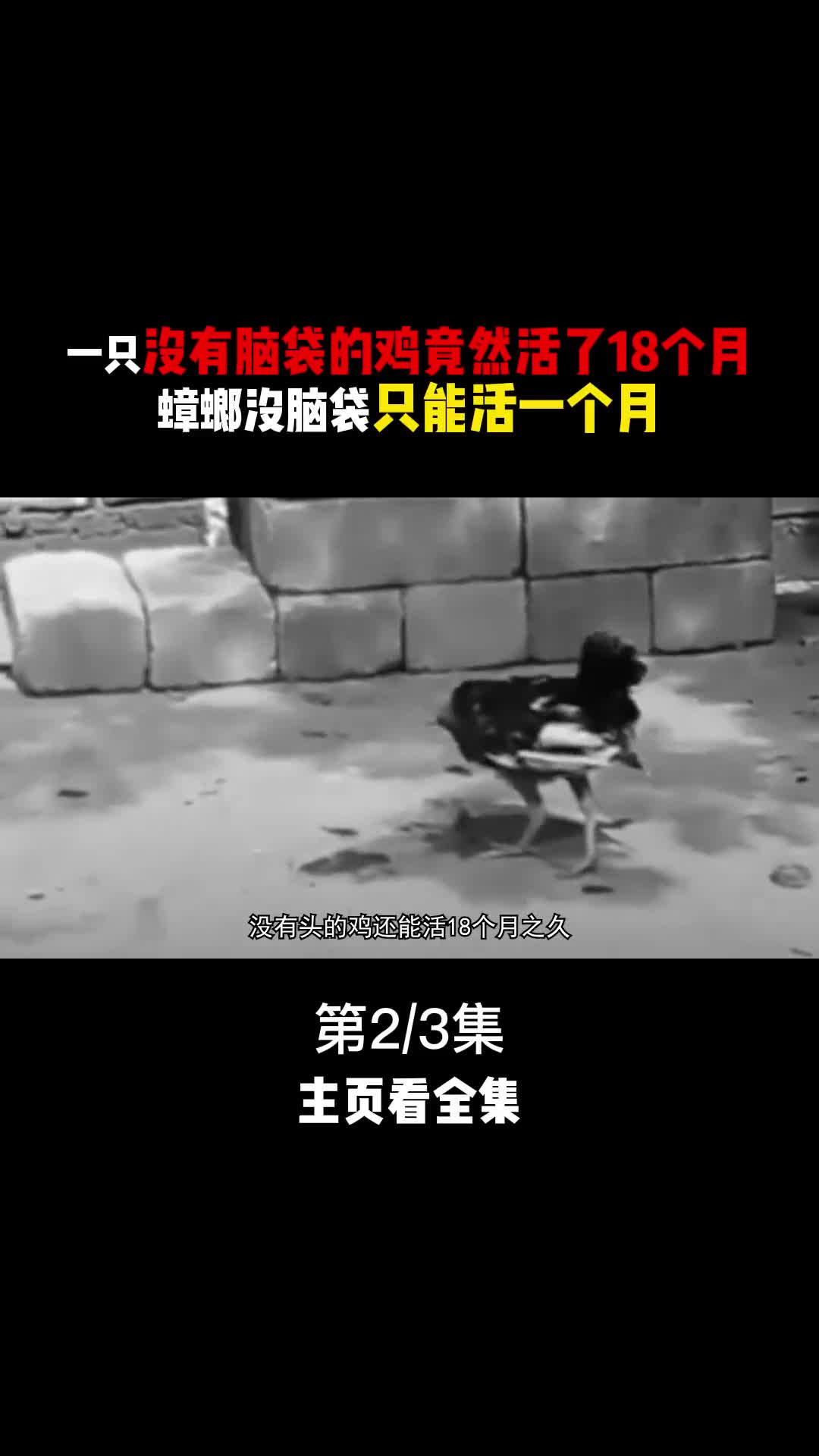 鸡头被砍下竟让顽强的活了18个月要是人头那结果又会怎么样呢