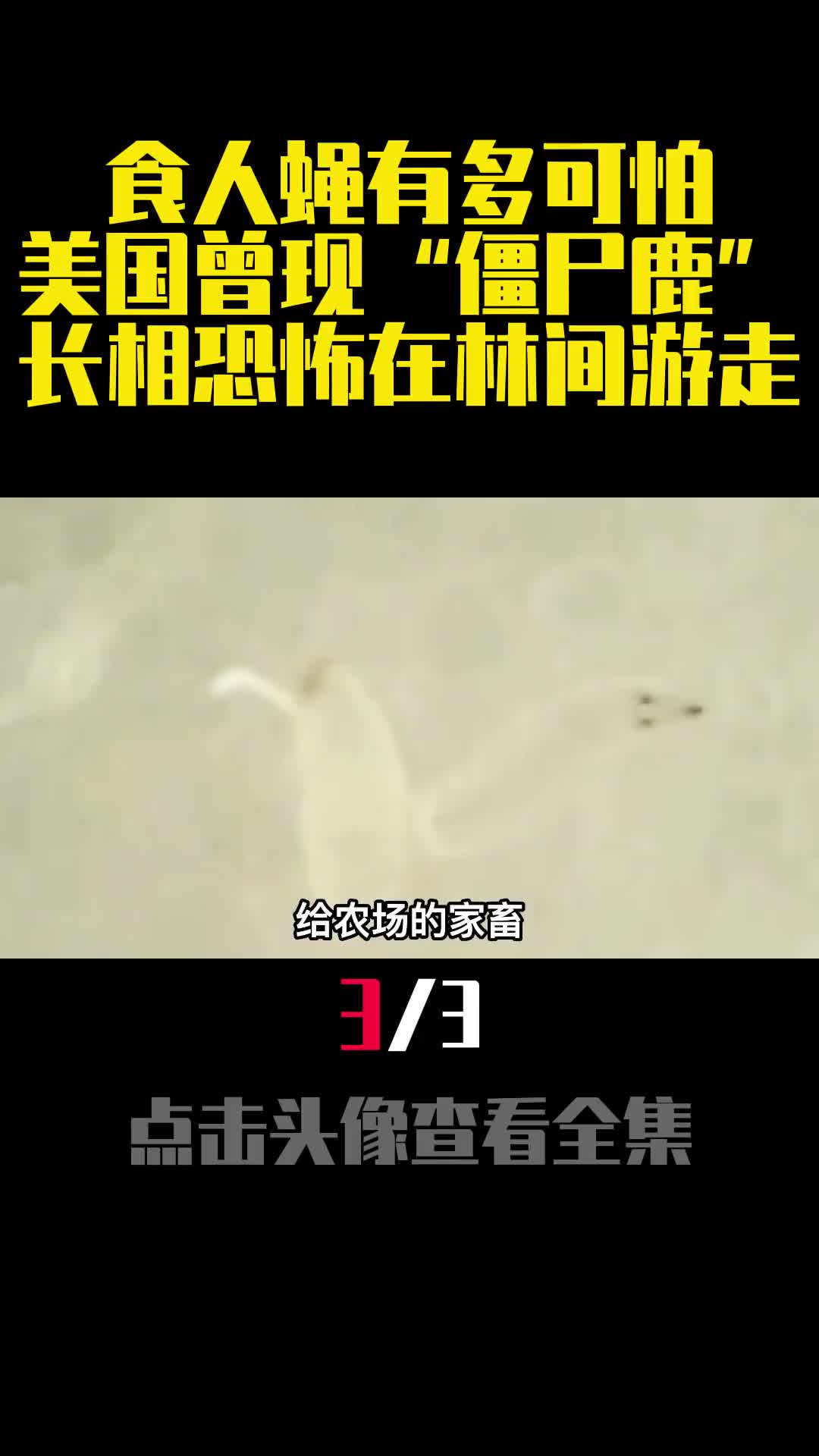 食人蝇有多可怕美国曾现僵尸鹿长相恐怖在林间游走3