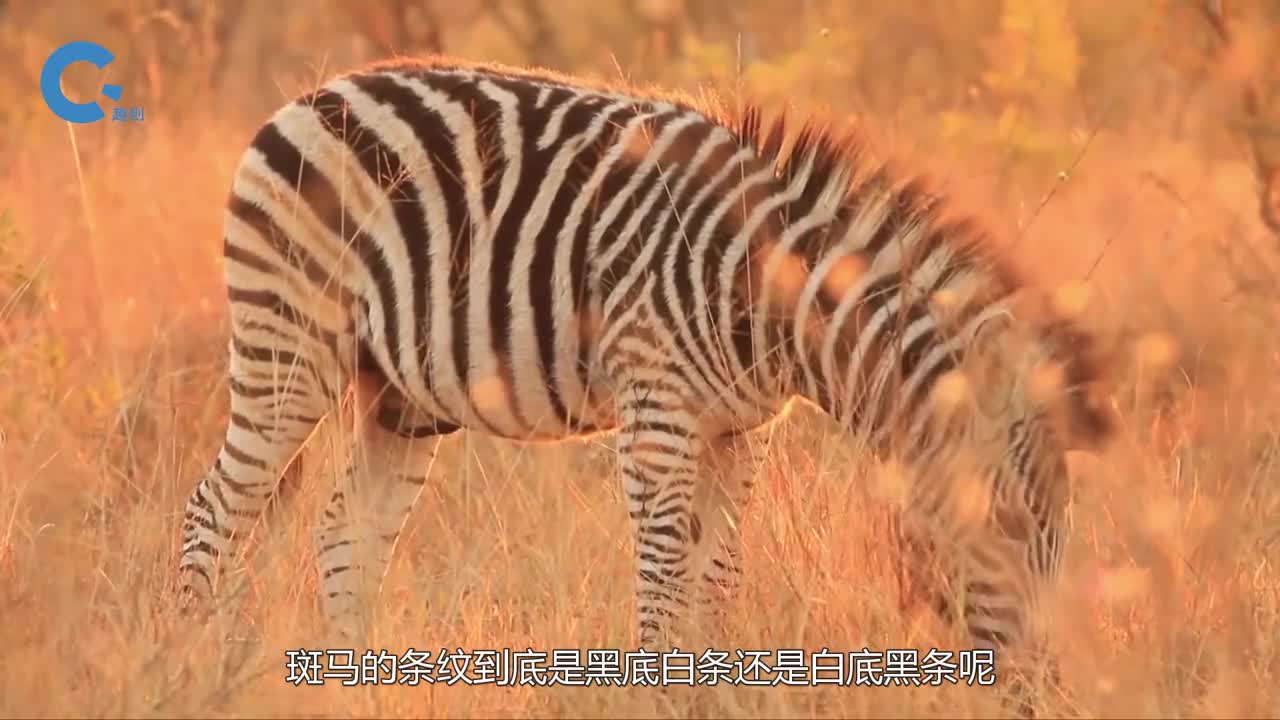 什么是斑马效应条纹究竟是黑底白条还是白底黑条