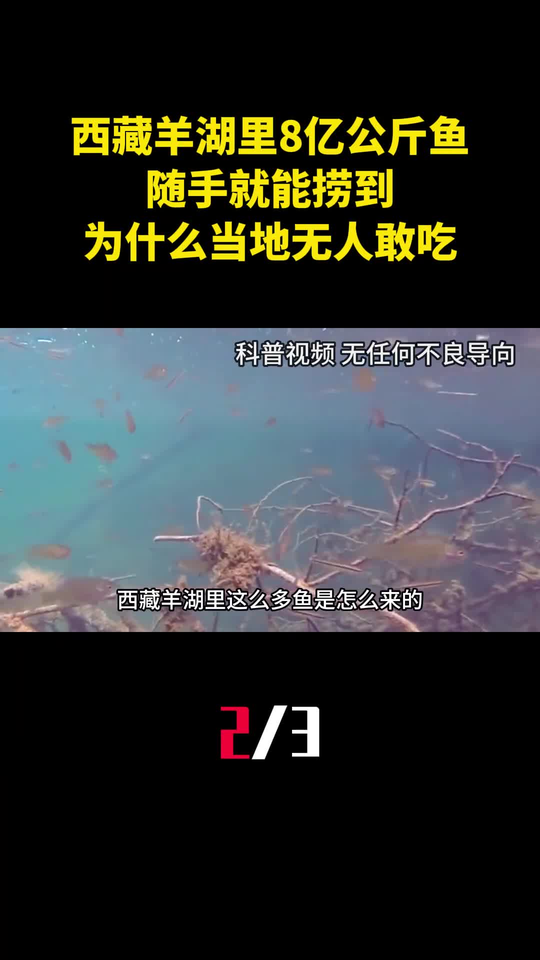 西藏羊湖里8亿公斤鱼随手就能捞到为什么当地无人敢吃2