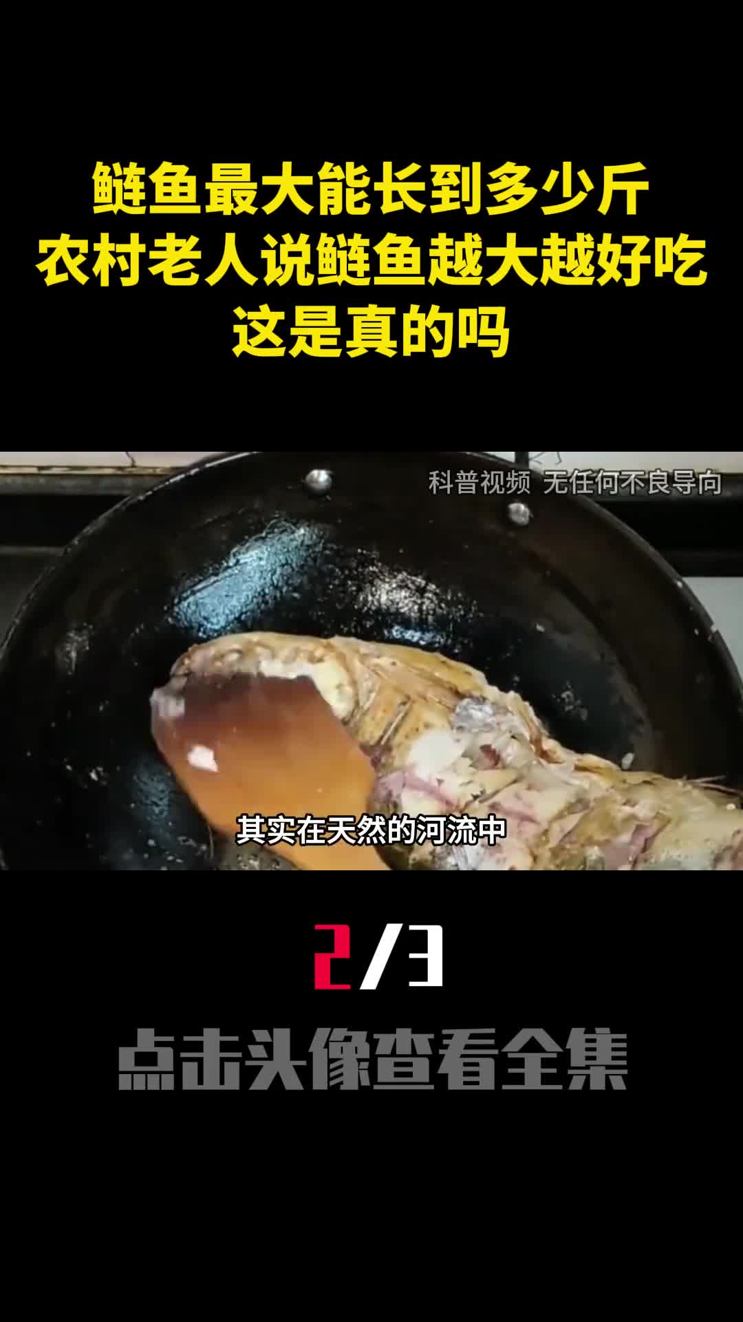 鲢鱼最大能长到多少斤农村老人说鲢鱼越大越好吃这是真的吗2