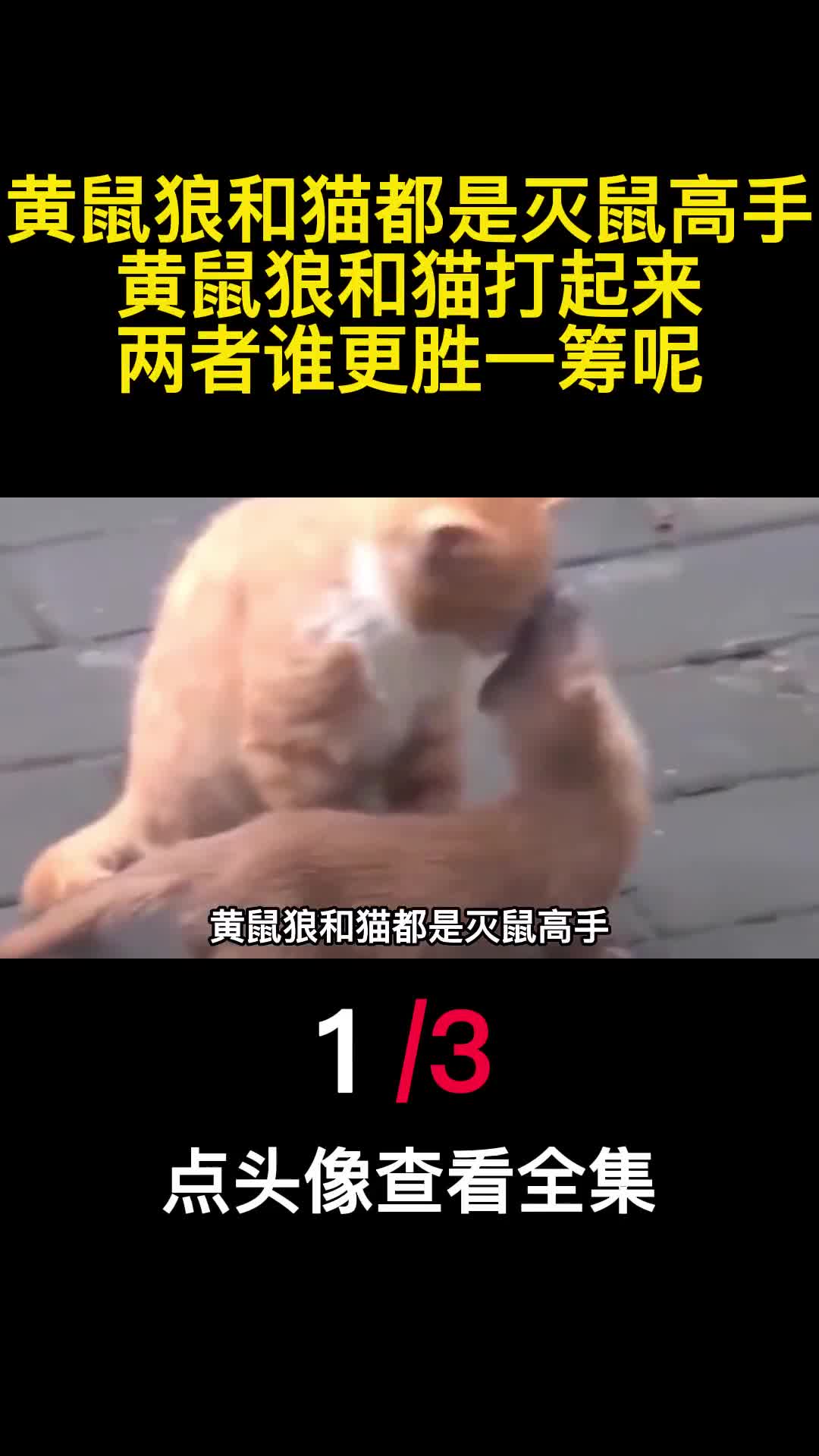 黄鼠狼和猫都是灭鼠高手黄鼠狼和猫打起来两者谁更胜一筹呢1
