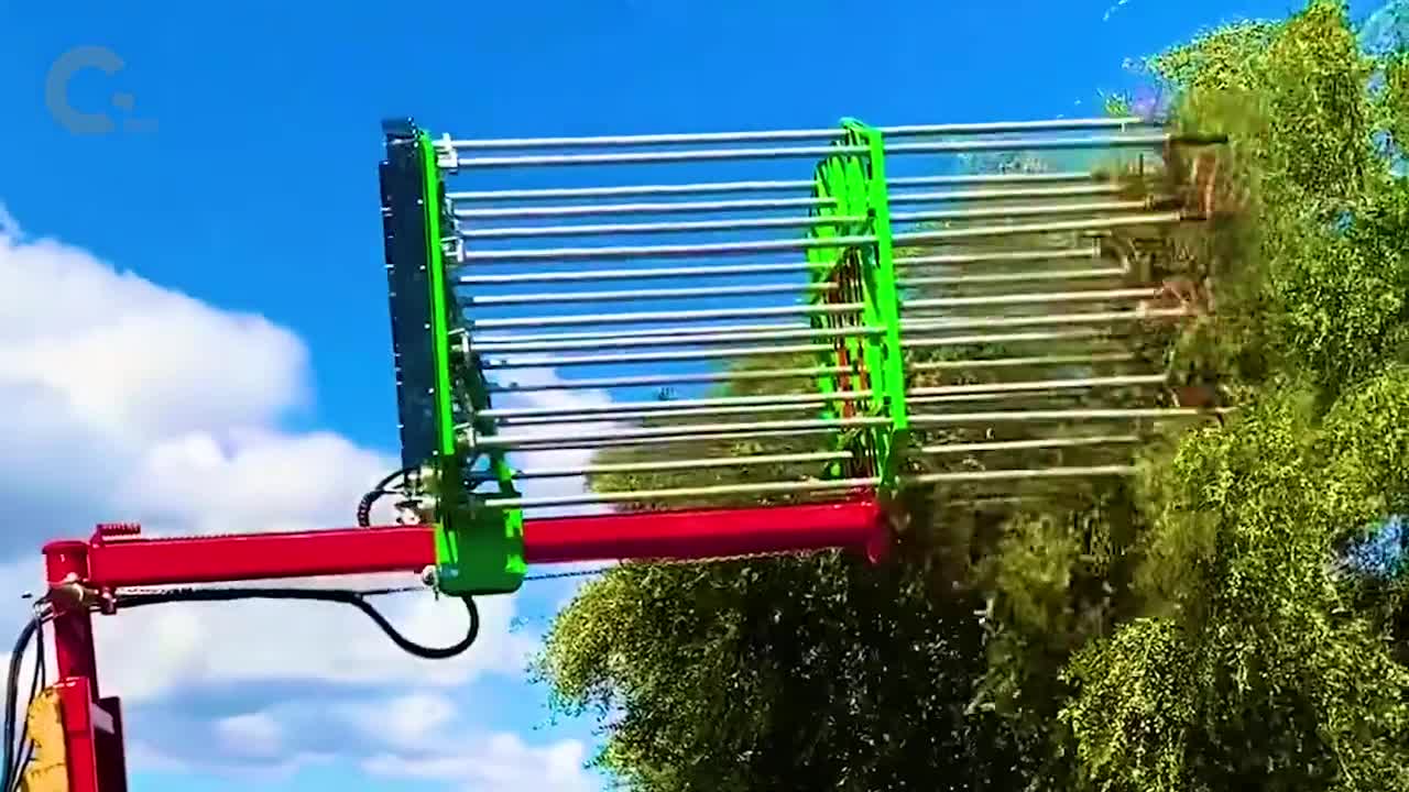 不可思议的长管收割机插进树枝里不断旋转高效收割橄榄