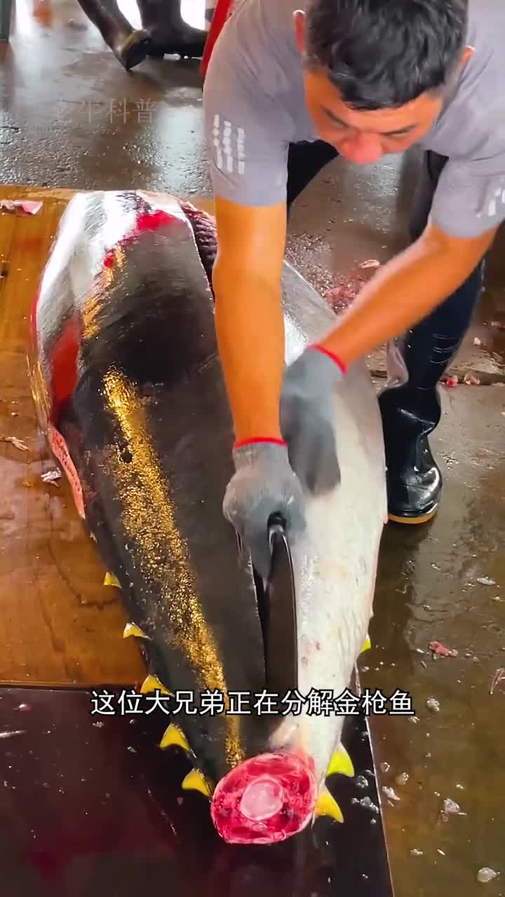 为什么金枪鱼有一部分深色的肉块