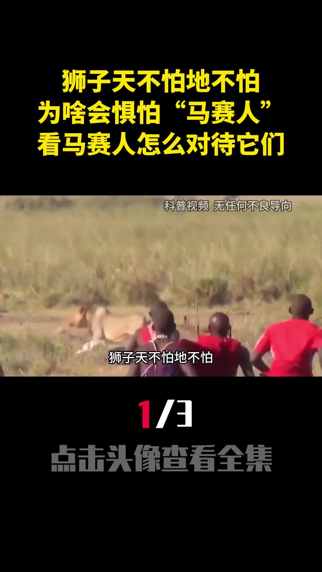 狮子天不怕地不怕为啥会惧怕马赛人看马赛人怎么对待它们1